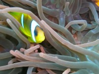 /album/klauni-a-sapini/foto-lubor-252-jpg/